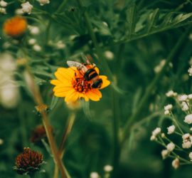 Mwabonje Pexels – Biodiversiteit Klimaatverbond Nederland – Webformaat
