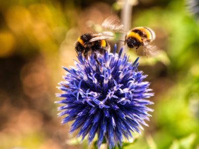 Biodiversiteit in de Warmtetransitie – Klimaatverbond Nederland – Pexels Michael Hodgins