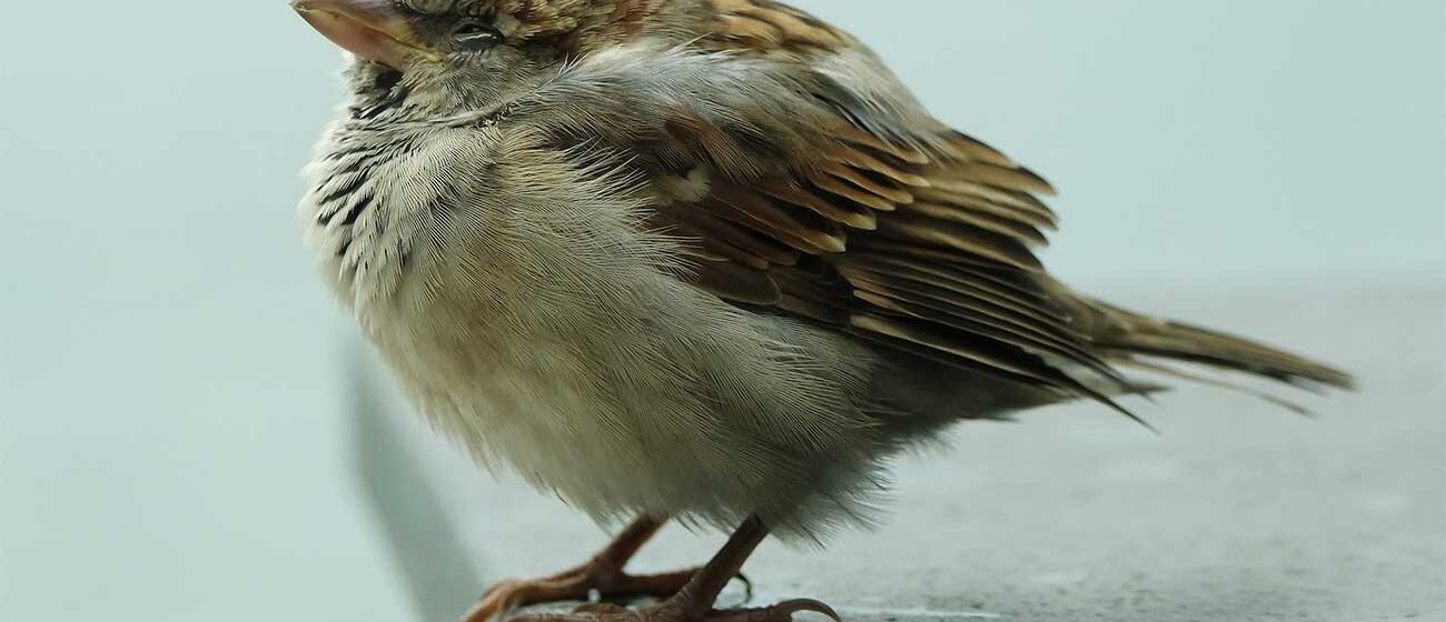 natuurinclusief-isoleren