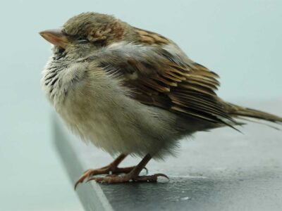 natuurinclusief-isoleren